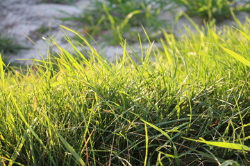 Obraz premium Grünes Ackerland. Felder unter freiem Himmel. Sonniger Tag über Ackerland. Grüne Pflanzen. Grünes Gras. Die Körner sind gerade gekeimt. Die Bäume haben noch nicht geblättert. Der Frühling kommt.