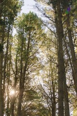 trees in the forest