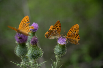 Obraz premium Schmetterlinge unter sich 