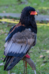 Águila volatinera