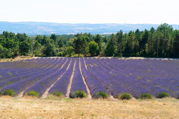 Fototapeta premium Lavender field at summer