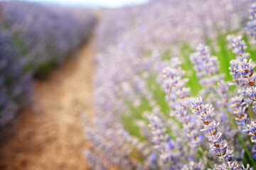 Lavender field at summer