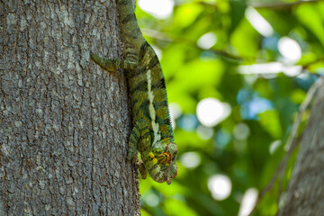 Panther Chameleon on a tree (Furcifer pardalis) in Ankarana National Parc Madagascar - close-up, portrait	