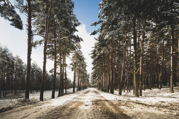 Forest road with snow in the forest. In the Sierra de Guadarrama National Park, Madrid. Spain