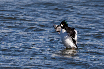 The common Goldeneye (Bucephala clangula), drake on the river.