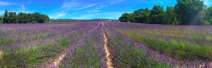 Fototapeta na wymiar Lavender field at summer