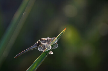 libellula
