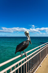 The pelican flew to the pier and was waiting for fish