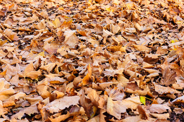 Leaves lie on the ground in autumn
