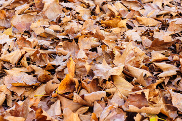 Leaves lie on the ground in autumn