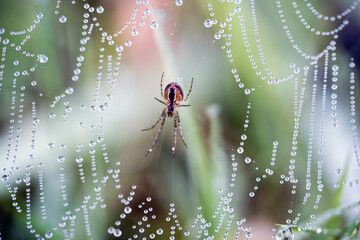 Spinne mit Netz, Spinnennetz mit Morgentau, Tautropfen, Morgen, Tau, Makro, Nahaufnahme, Angst, Phobie