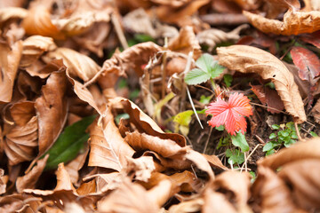 Minimal nature background. Autumn colors on dry leaves