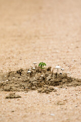 New Life growing in dung, Kruger National Park