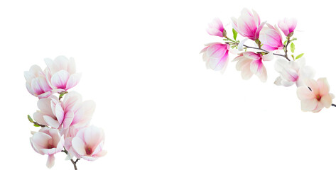 Fototapeta na wymiar Magnolia Flowers on White