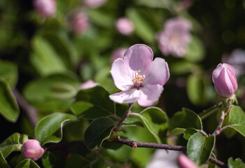 Spring floral background. Blooming apple tree. Pink apple tree flowers close up. Blurred green background, shallow depth of field, selective focus.