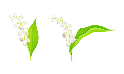 Set of Lily of the Valley flowers. Beautiful blooming spring plants. Decor element for wedding invitations, greeting card, fabric vector illustration