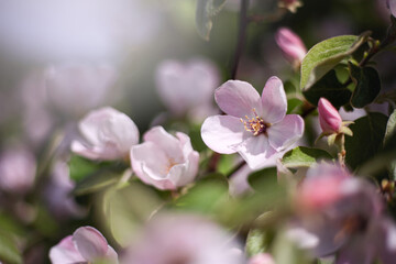 Fototapeta na wymiar Spring floral background. Blooming apple tree. Pink apple tree flowers close up. Blurred green background, shallow depth of field, selective focus.