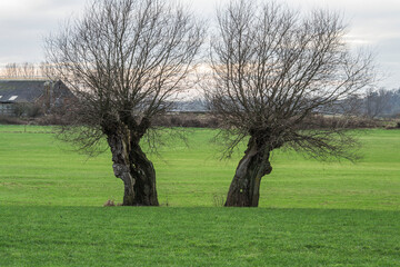 Obraz premium landscape with two pollard willows in a meadow near a farm at river IJssel in winter