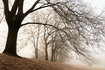 trees in the fog