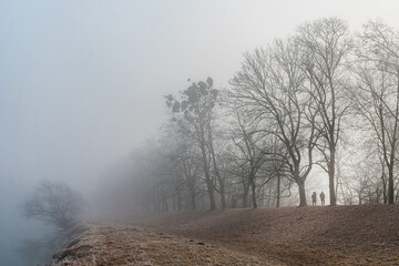 misty morning in the forest