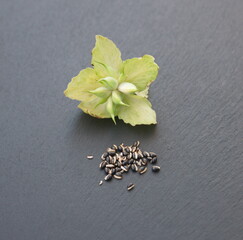Seeds of White Hellebore flower, 