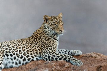 Leopard (Panthera Pardus) hanging around in a dry riverbed in Mashatu Game Reserve in the Tuli Block in Botswana       