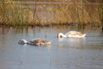 Two swans with head under water searching closeup and blurred reed on background