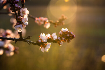 White-red apricot blossoms and buds lined up closely together on a branch tip. The buds are about to bloom. Green yellowish background