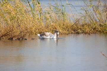 Swan looking to water closeup view with blurred reed on background