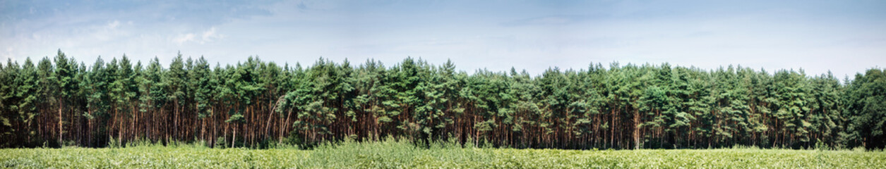 Wald, Banner, Nadelwald, Forstwirtschaft, Forst, Landschaft, baum, B&auml;ume, Kiefer, Kiefernwald, Feld, Werbung, Textfreiraum