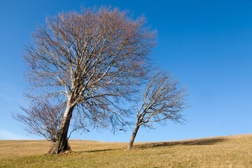 Isolated trees on blue sky. Minimal nature background.