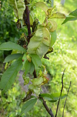 Branch of a peach tree with leaf curl caused by a fungus.