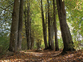 walk in the autumn forest - 481458611