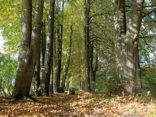 walk in the autumn forest - 481458612