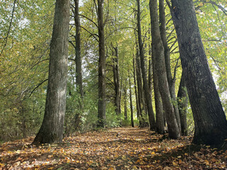 walk in the autumn forest - 481458613