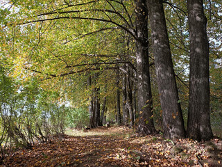 walk in the autumn forest - 481458614