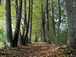 walk in the autumn forest - 481458616