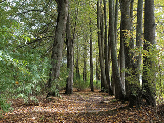 walk in the autumn forest - 481458617