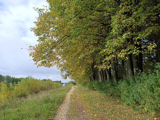 walk in the autumn forest - 481458619