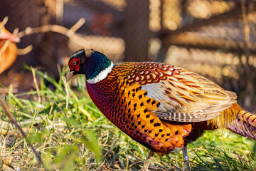 Close up shot of male Ring Necked Pheasant