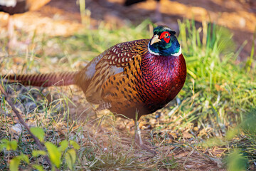 Close up shot of male Ring Necked Pheasant