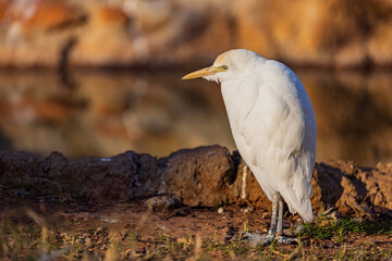 Close up shot of Cattle Egret
