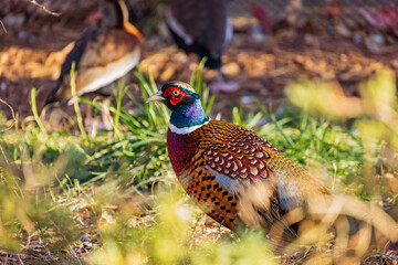 Close up shot of male Ring Necked Pheasant