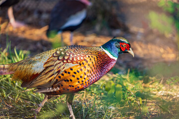 Close up shot of male Ring Necked Pheasant