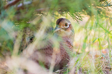 Close up shot of female Ring Necked Pheasant