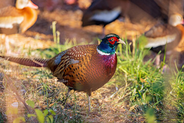Close up shot of male Ring Necked Pheasant
