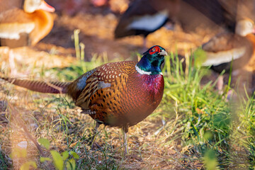 Close up shot of male Ring Necked Pheasant
