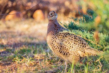 Close up shot of female Ring Necked Pheasant