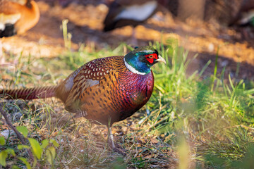Close up shot of male Ring Necked Pheasant