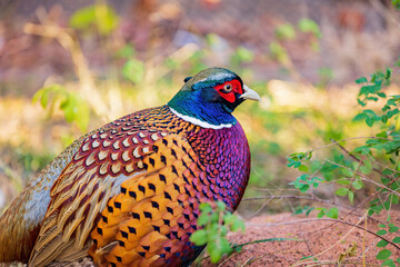 Close up shot of male Ring Necked Pheasant